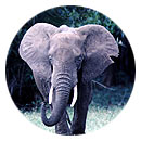 elephant_r.gif (12681 octets)